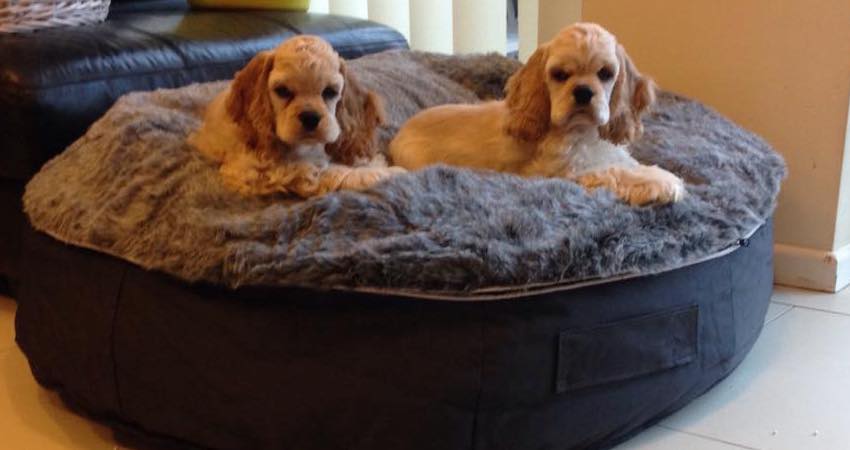 Best dog bed sale for cavalier king charles